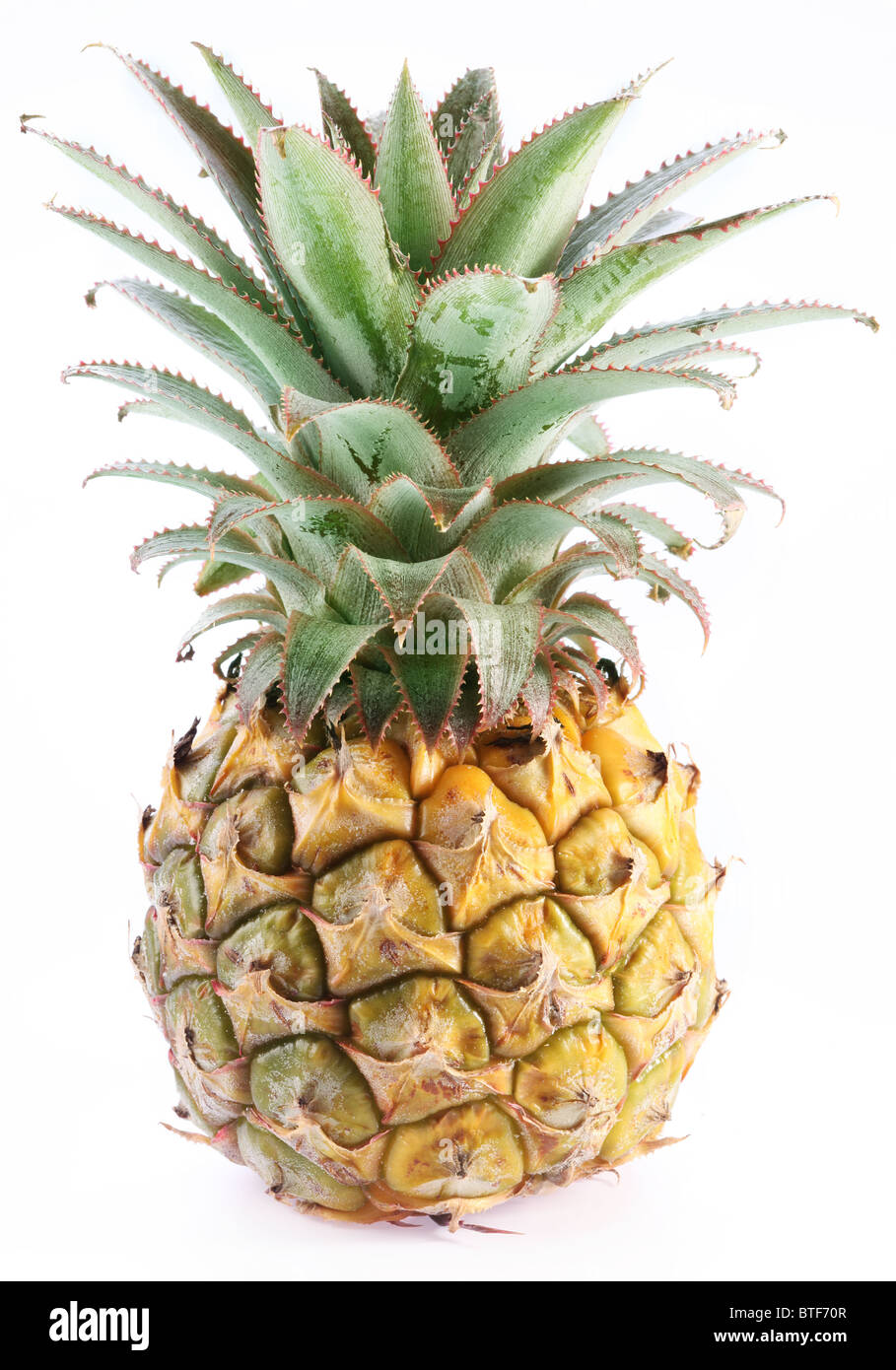 Ripe pineapple with rich green rosette. Isolated on a white. Stock Photo