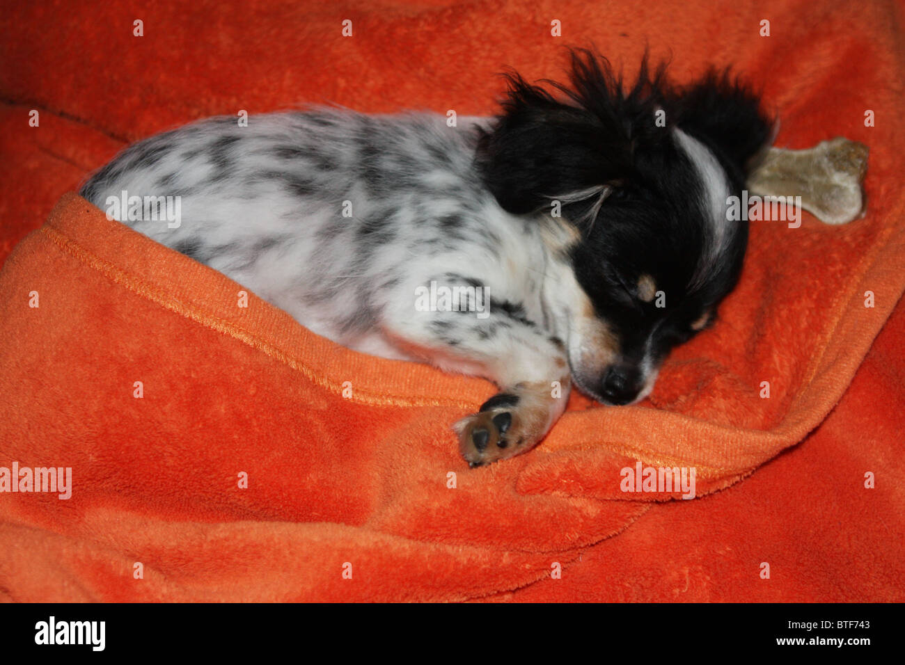 puppy, chi wow wow, black, white, sleeping, dog Stock Photo