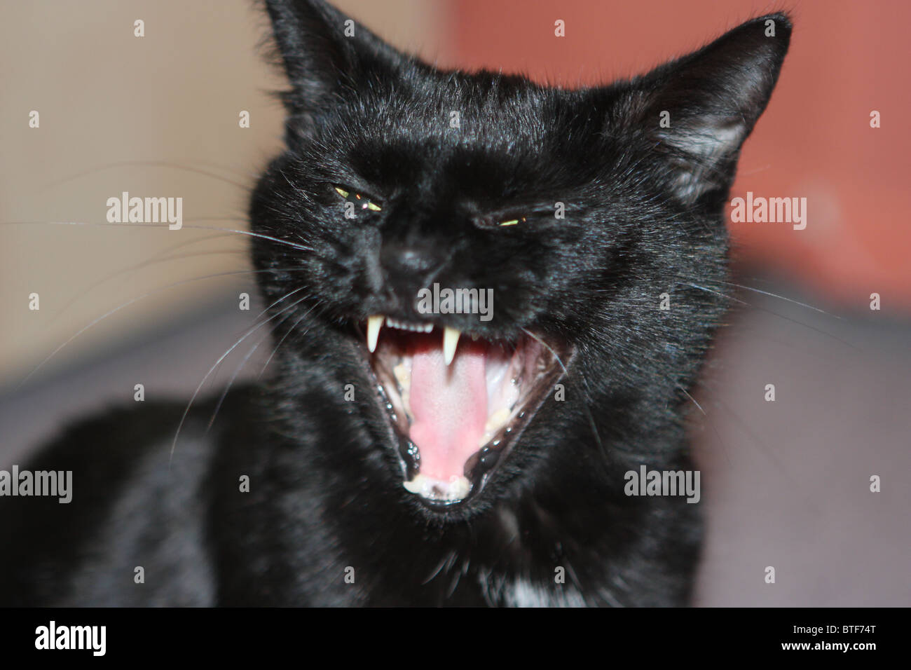 black cat, yawning Stock Photo Alamy
