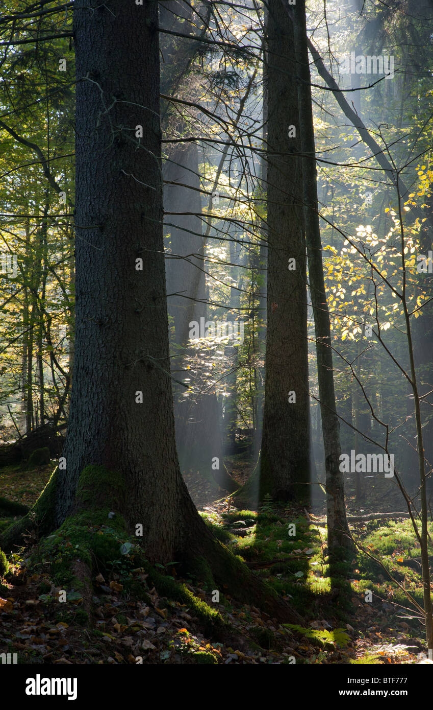 Sunbeam entering coniferous stand in autumnal morning with old spruce in foreground Stock Photo