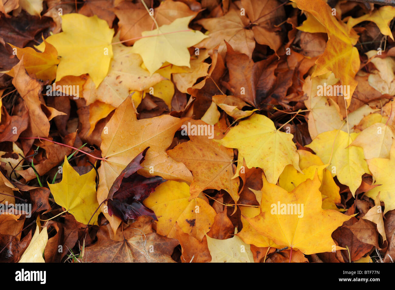 Orange yellow red carpet hi-res stock photography and images - Alamy