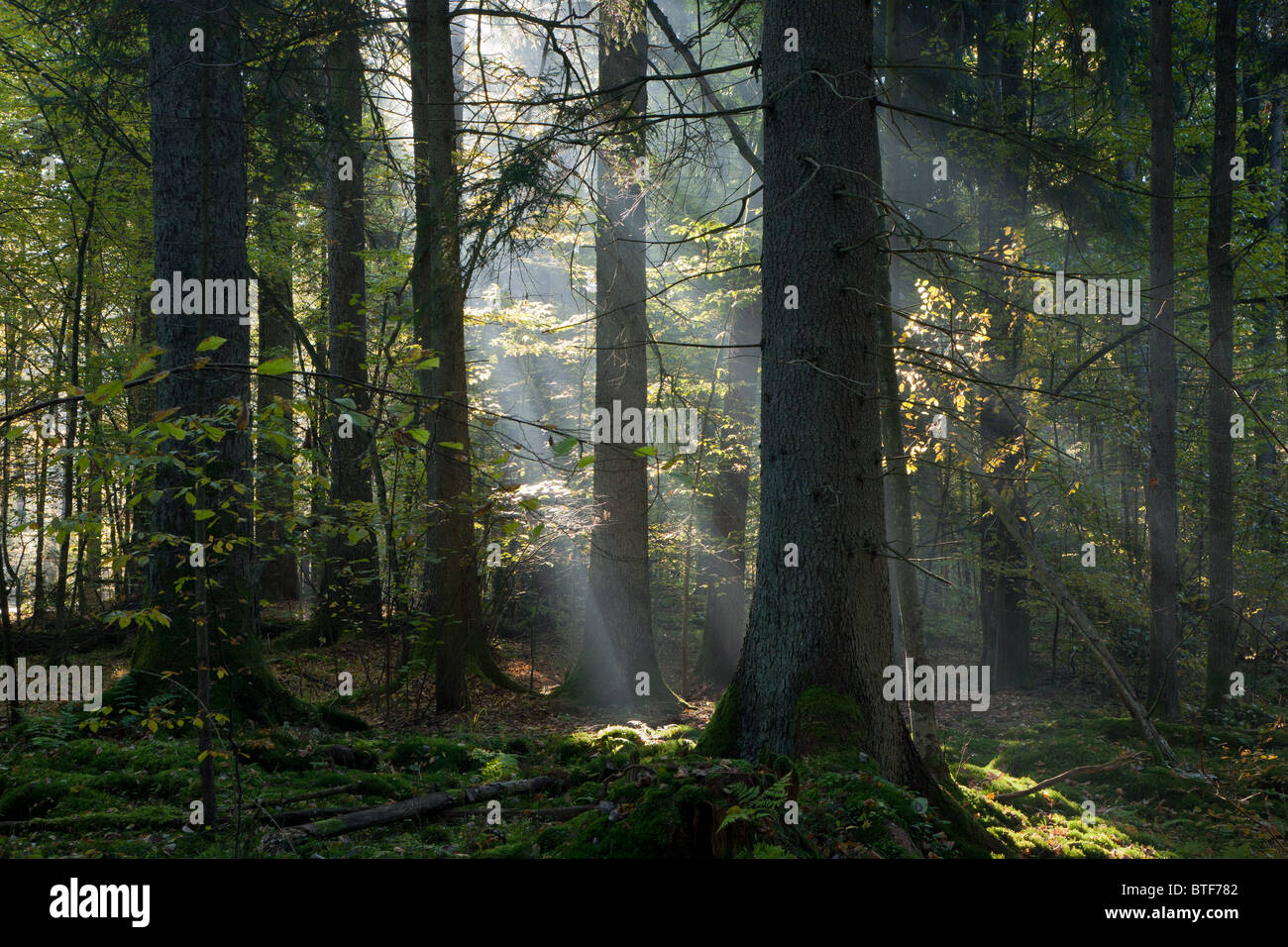 Shaft of light in woodland hi-res stock photography and images - Alamy