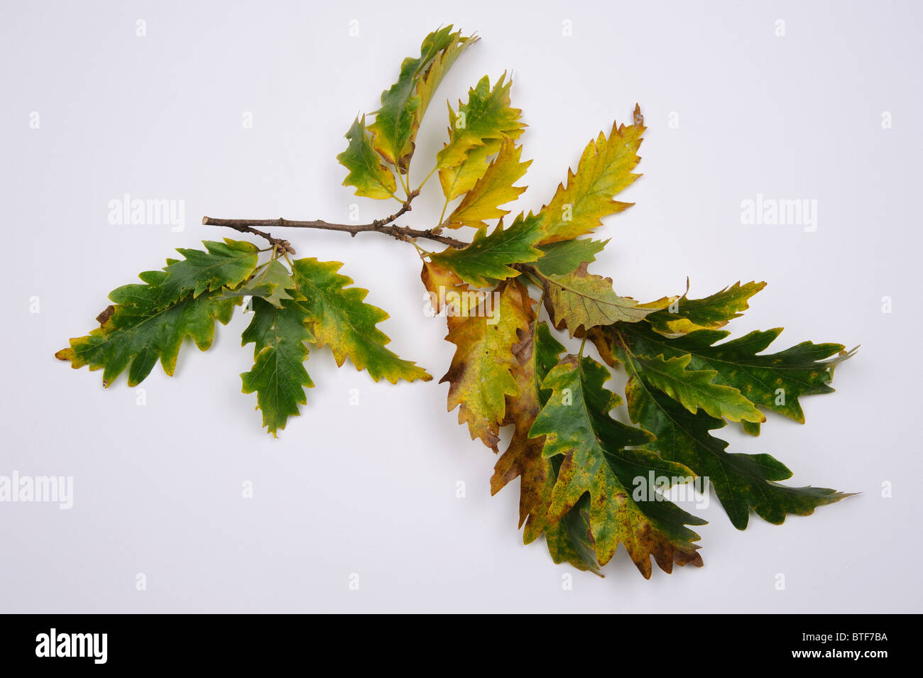 Autumnal oak tree branch Stock Photo