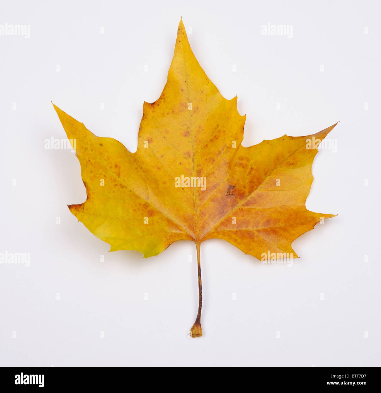 Autumn leaf from a Plane tree. Stock Photo