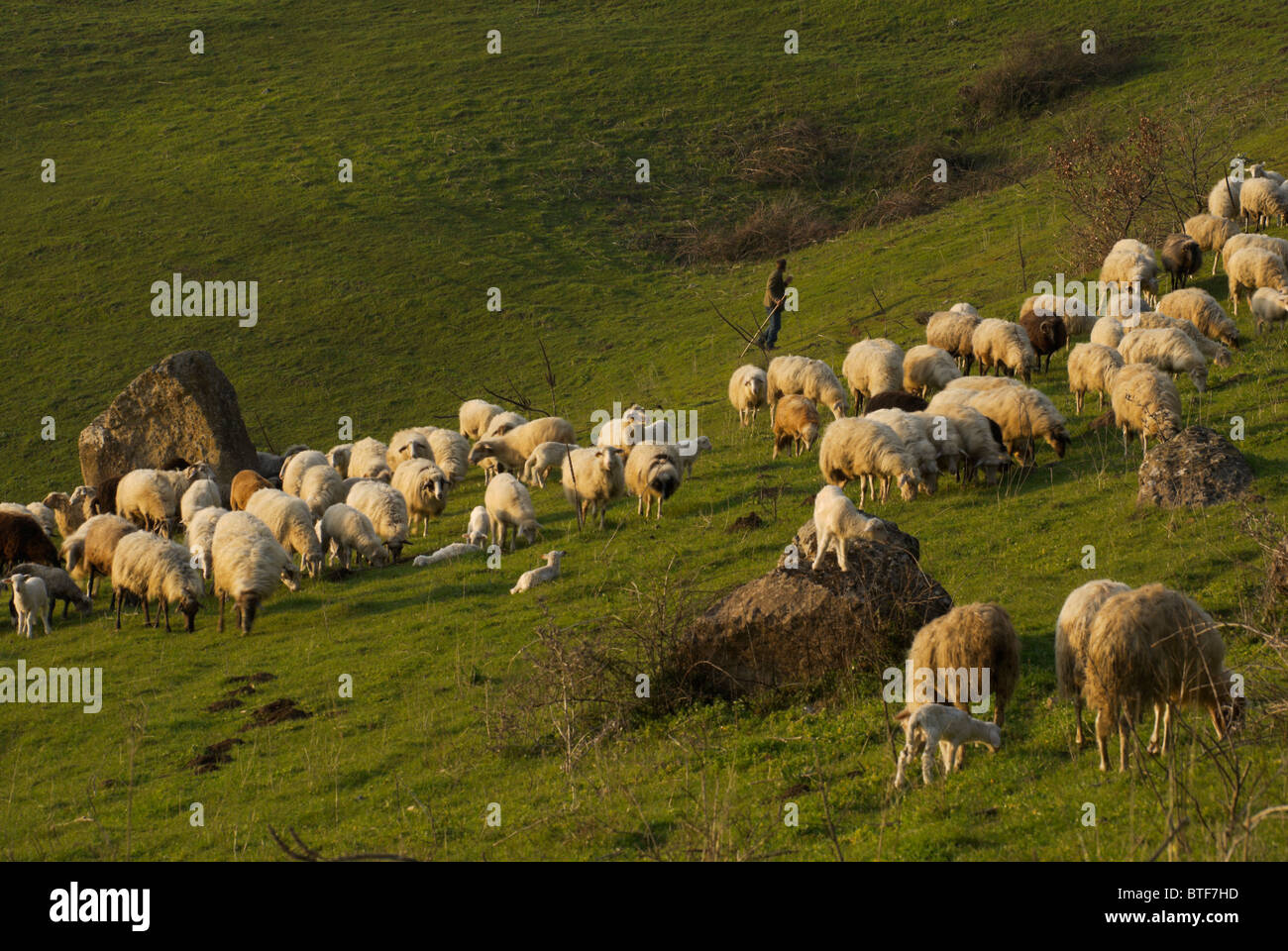 Hill landscape with shepherd and flock Stock Photo