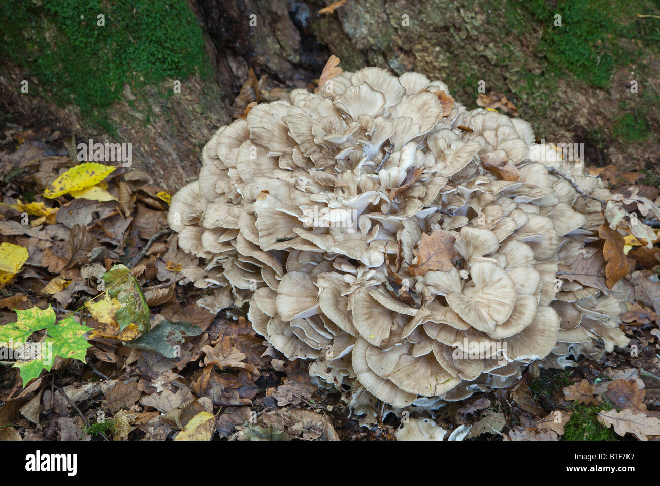 Hen of the Woods fungi grows natural Stock Photo