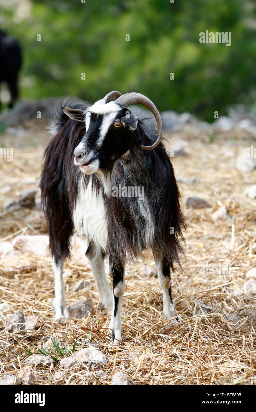 Goat, Rhodes, Greece. Stock Photo