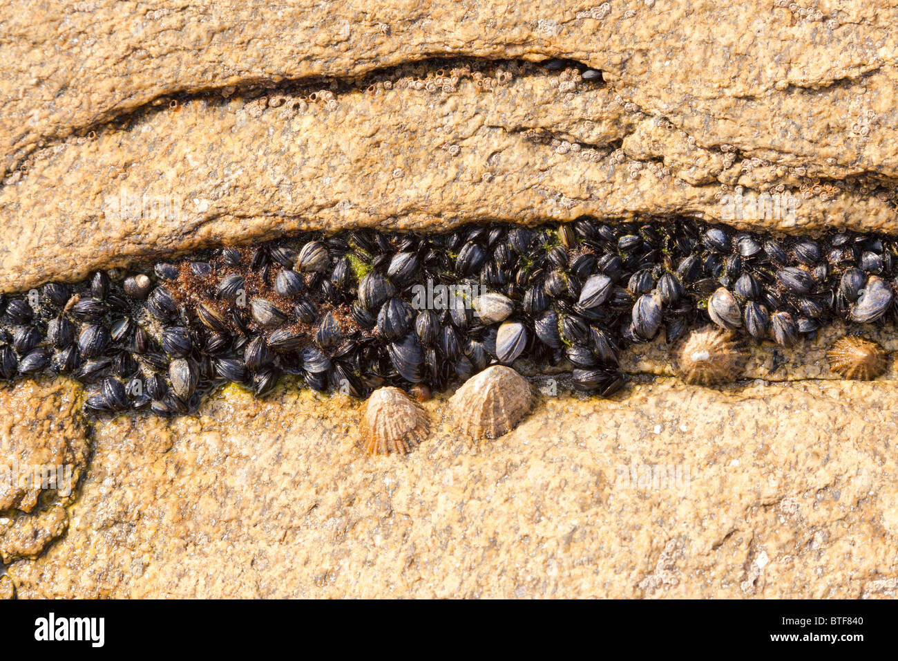 Limpets and Blue Mussels on rocks, France, Europe Stock Photo Alamy