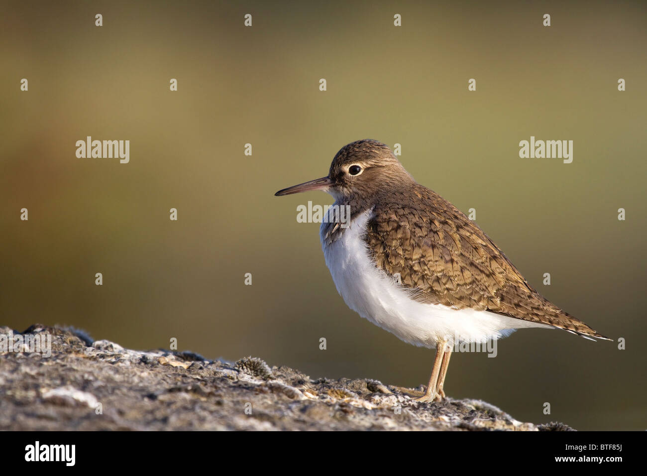 Common Sandpiper on a rock Stock Photo