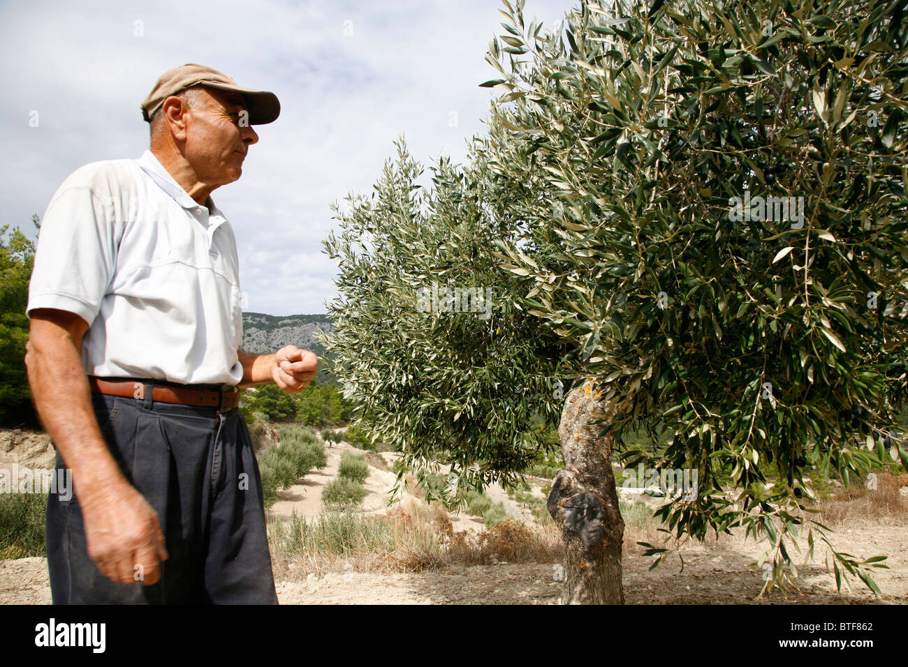 Olive grove, Rhodes, Greece. Stock Photo