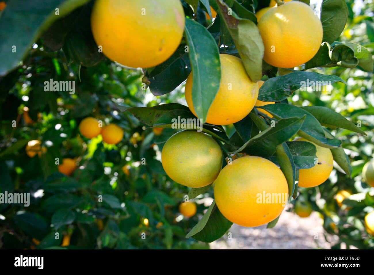 Orange tree, Kos, Greece. Stock Photo