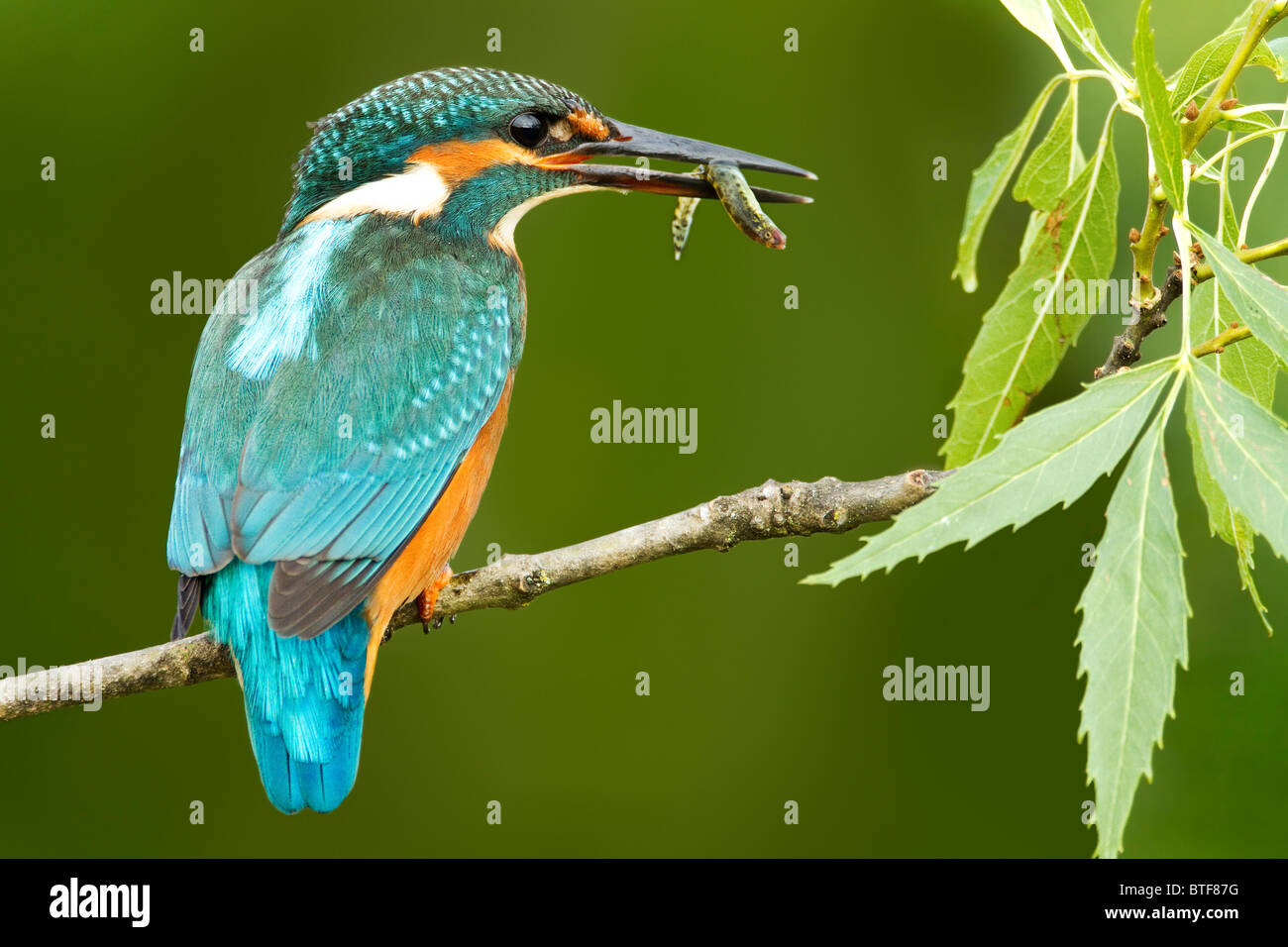 Common Kingfisher on a perch eating a fish Stock Photo