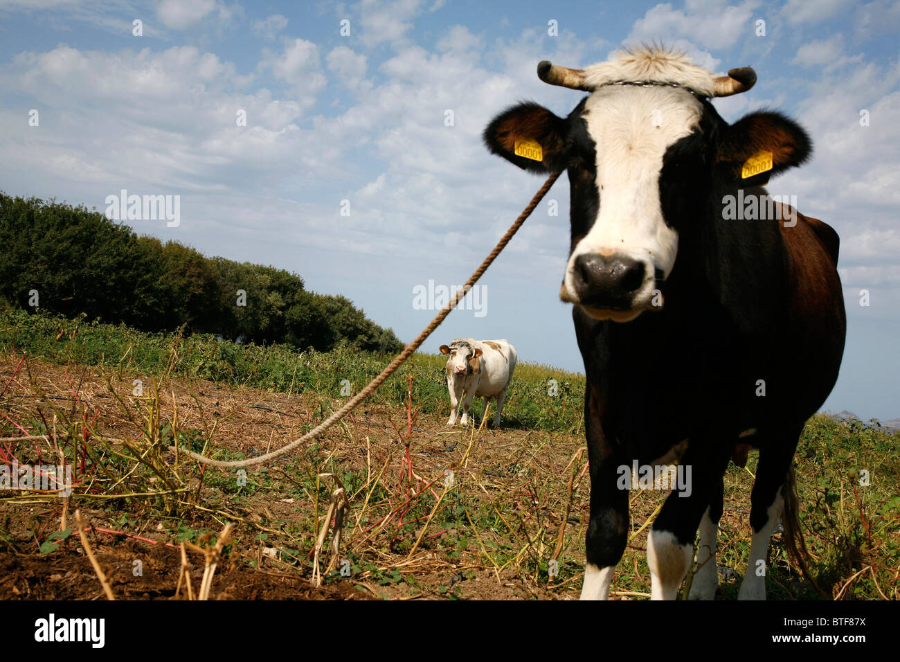 Cows in a field, Kos, Greece. Stock Photo