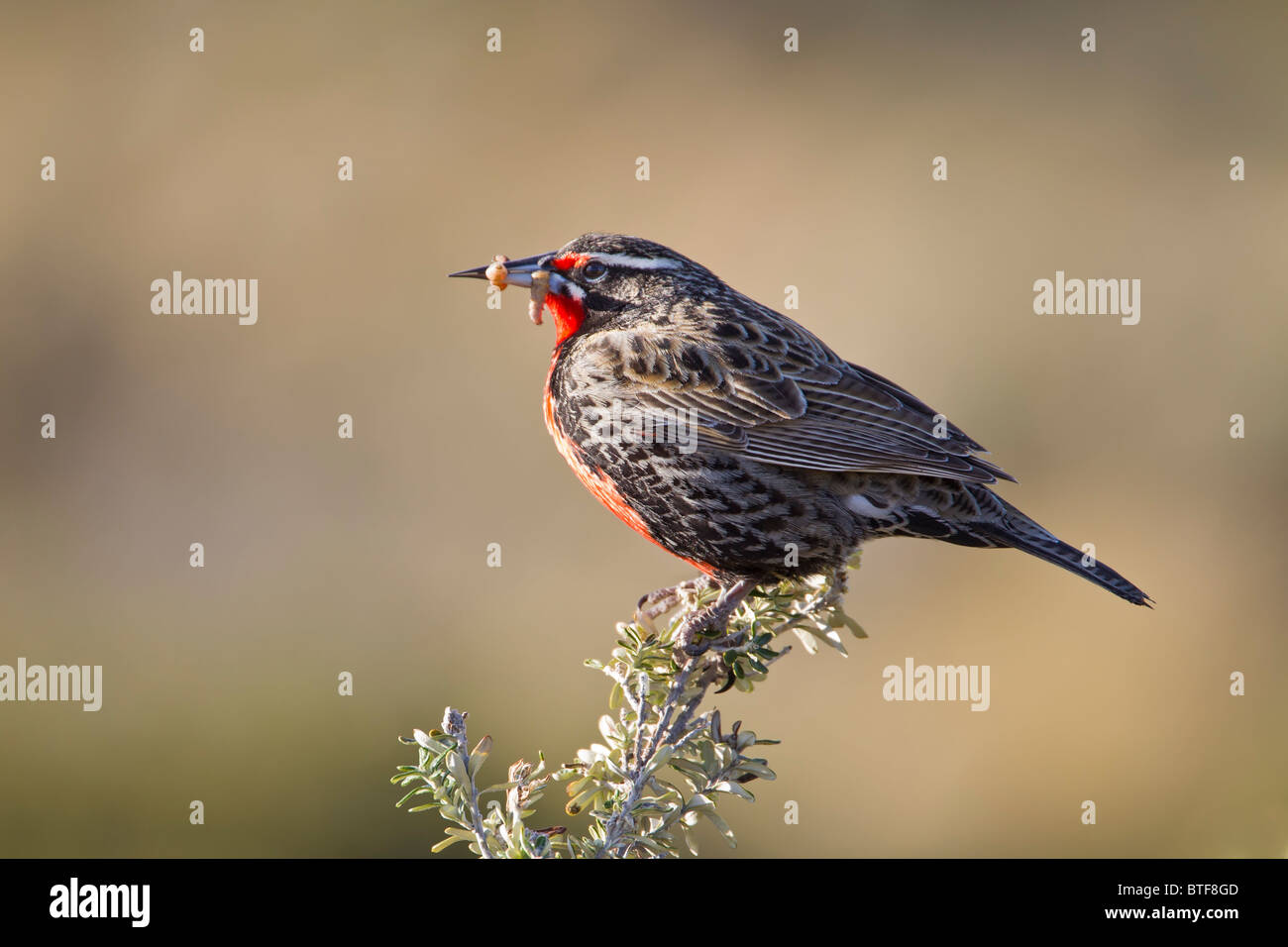 Adult male long tailed meadow lark (Sturnella Loyca) feeding on grubs in spring time, Tierra del Fuego Argentina Stock Photo