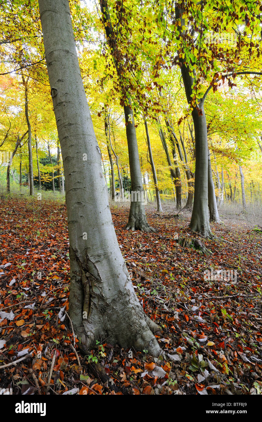 Autumnal woodlands on the North Downs,near Dorking, Surrey Stock Photo