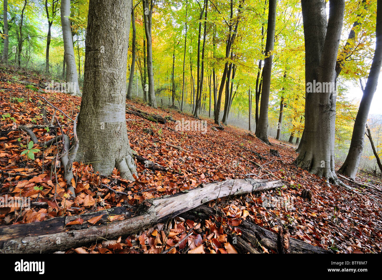 Autumnal woodlands on the North Downs,near Dorking, Surrey Stock Photo