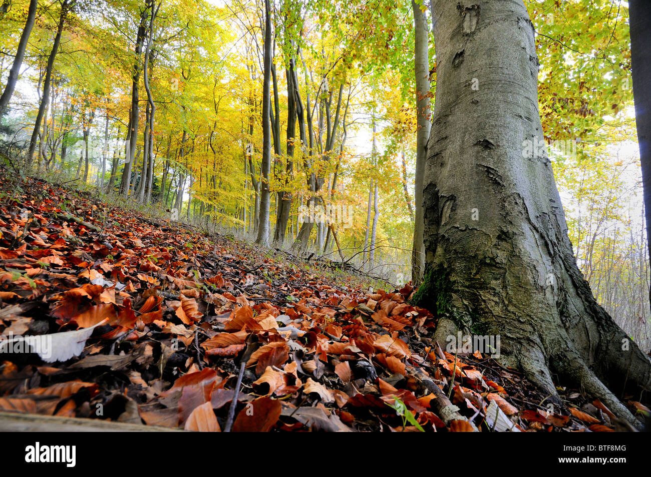 Autumnal woodlands on the North Downs,near Dorking, Surrey Stock Photo