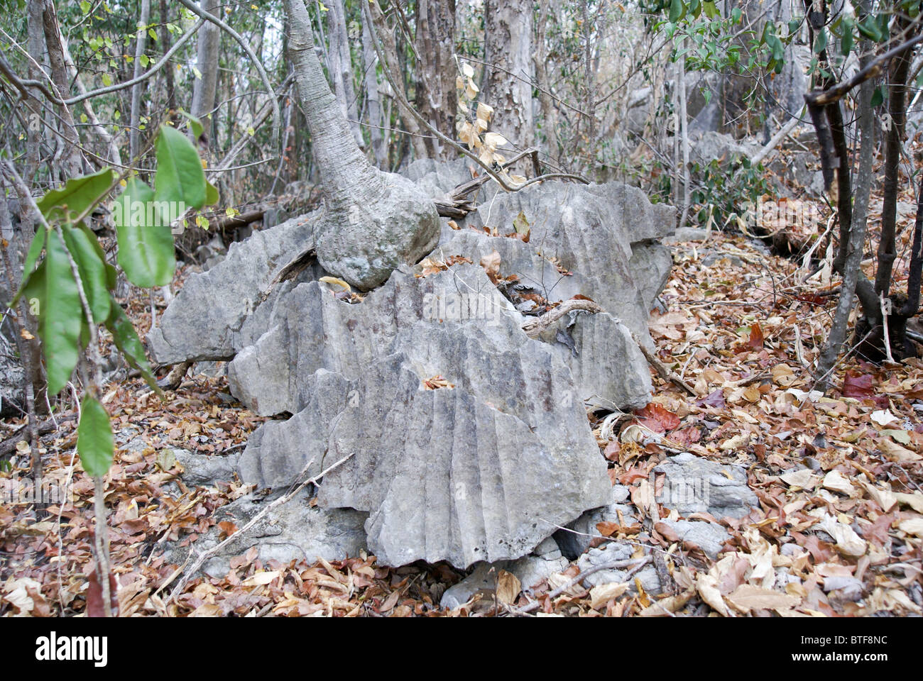 Madagascar, Ankarana Special Reserve. Tsingy - eroded limestone Large base of an Adenia tree Stock Photo