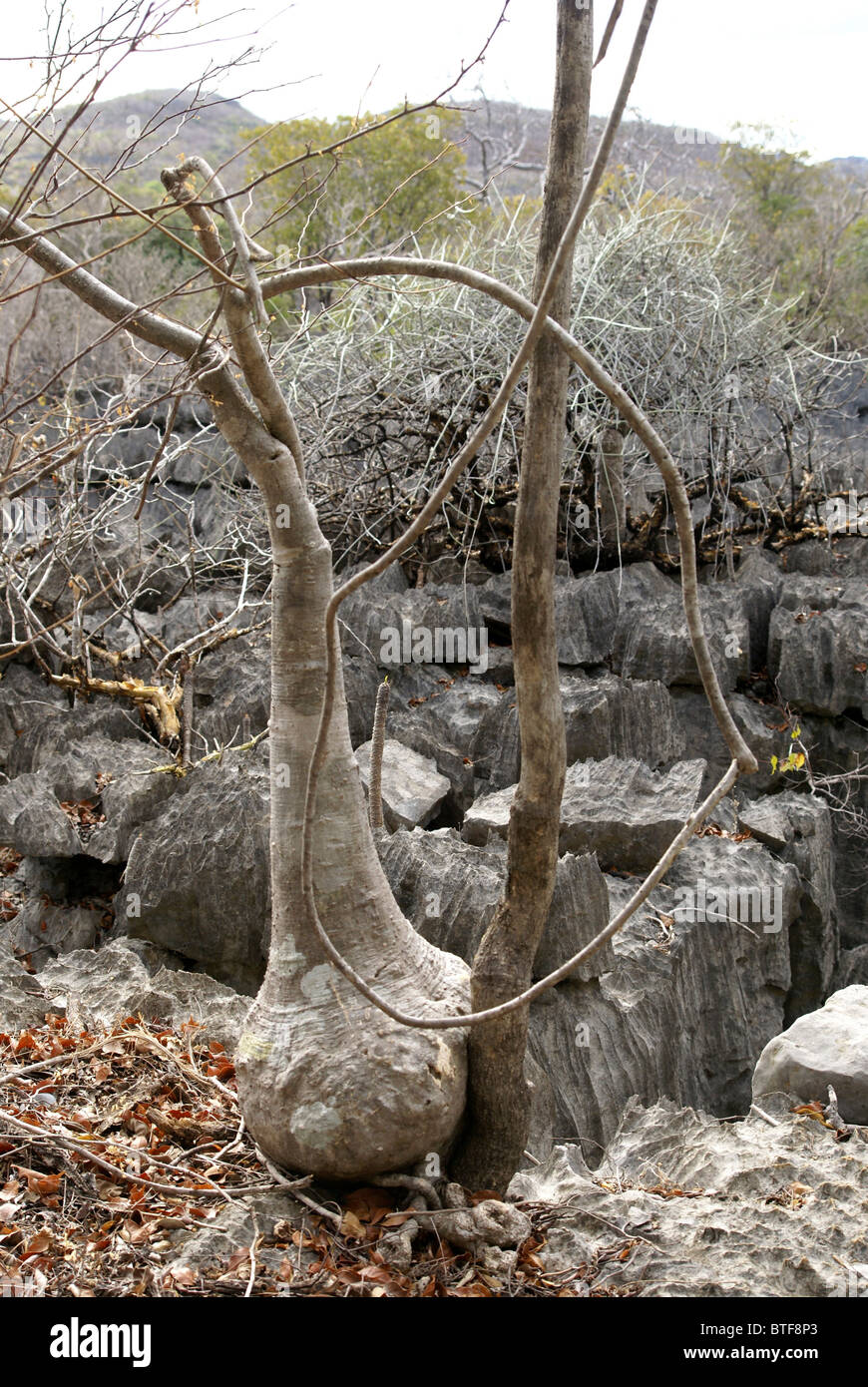 Madagascar, Ankarana Special Reserve Large base of an Adenia tree Stock Photo