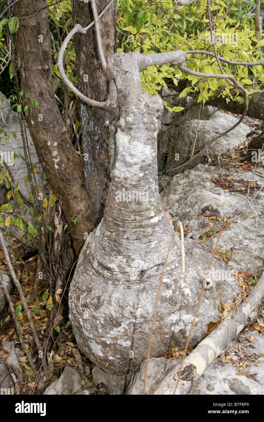 Madagascar, Ankarana Special Reserve Large base of an Adenia tree Stock Photo