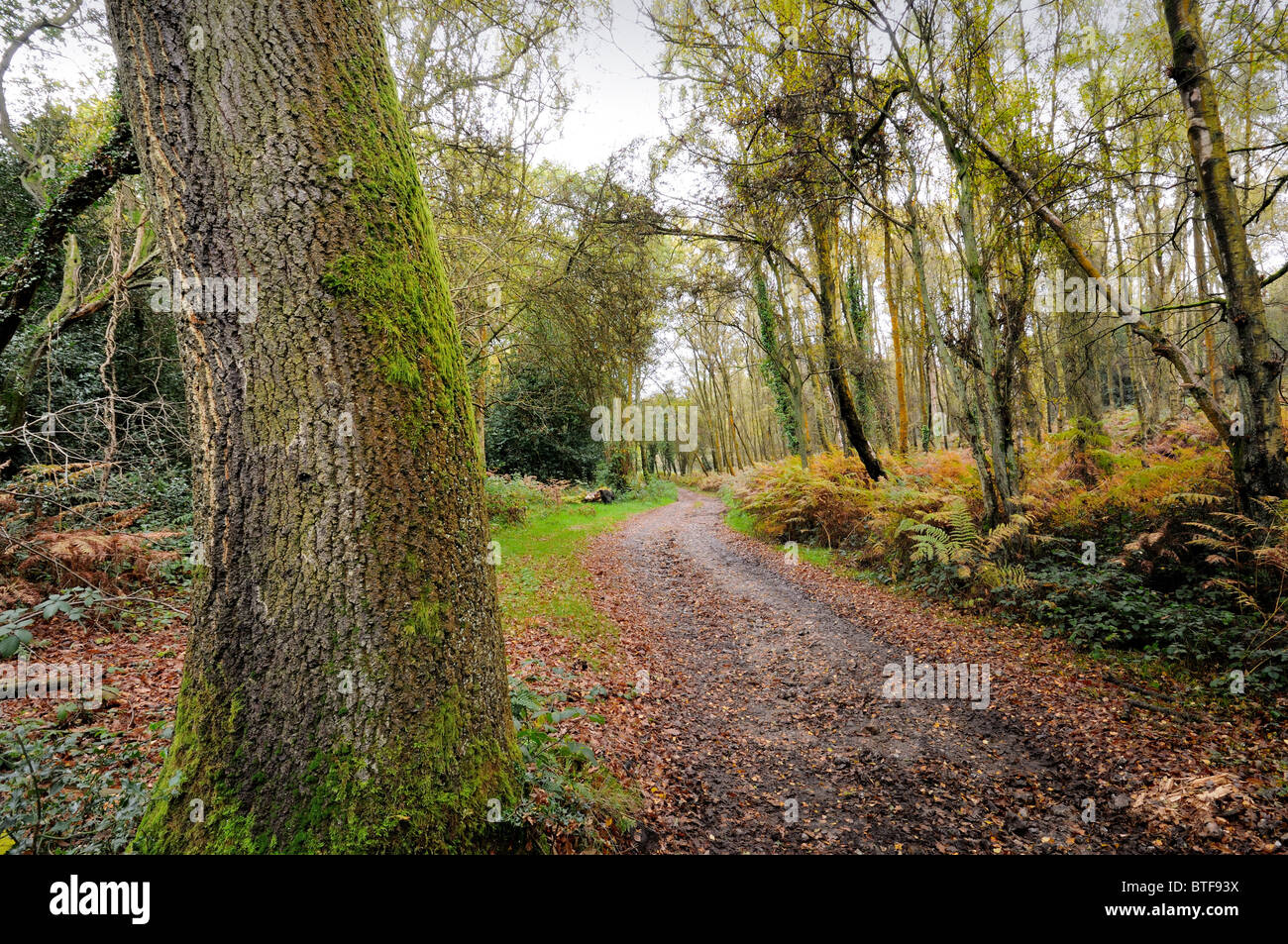 Autumnal woodlands on the North Downs,near Dorking, Surrey Stock Photo