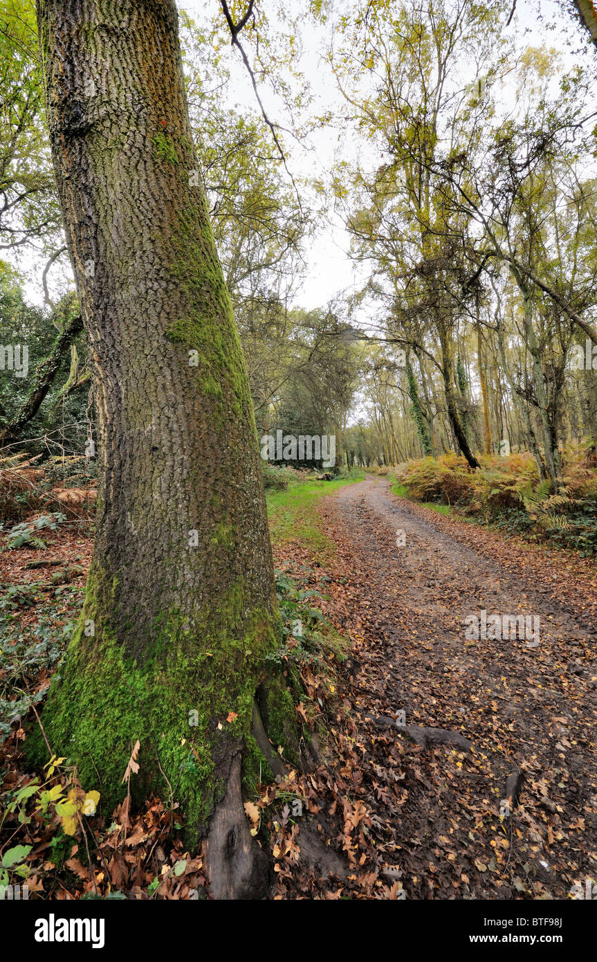 Autumnal woodlands on the North Downs,near Dorking, Surrey Stock Photo