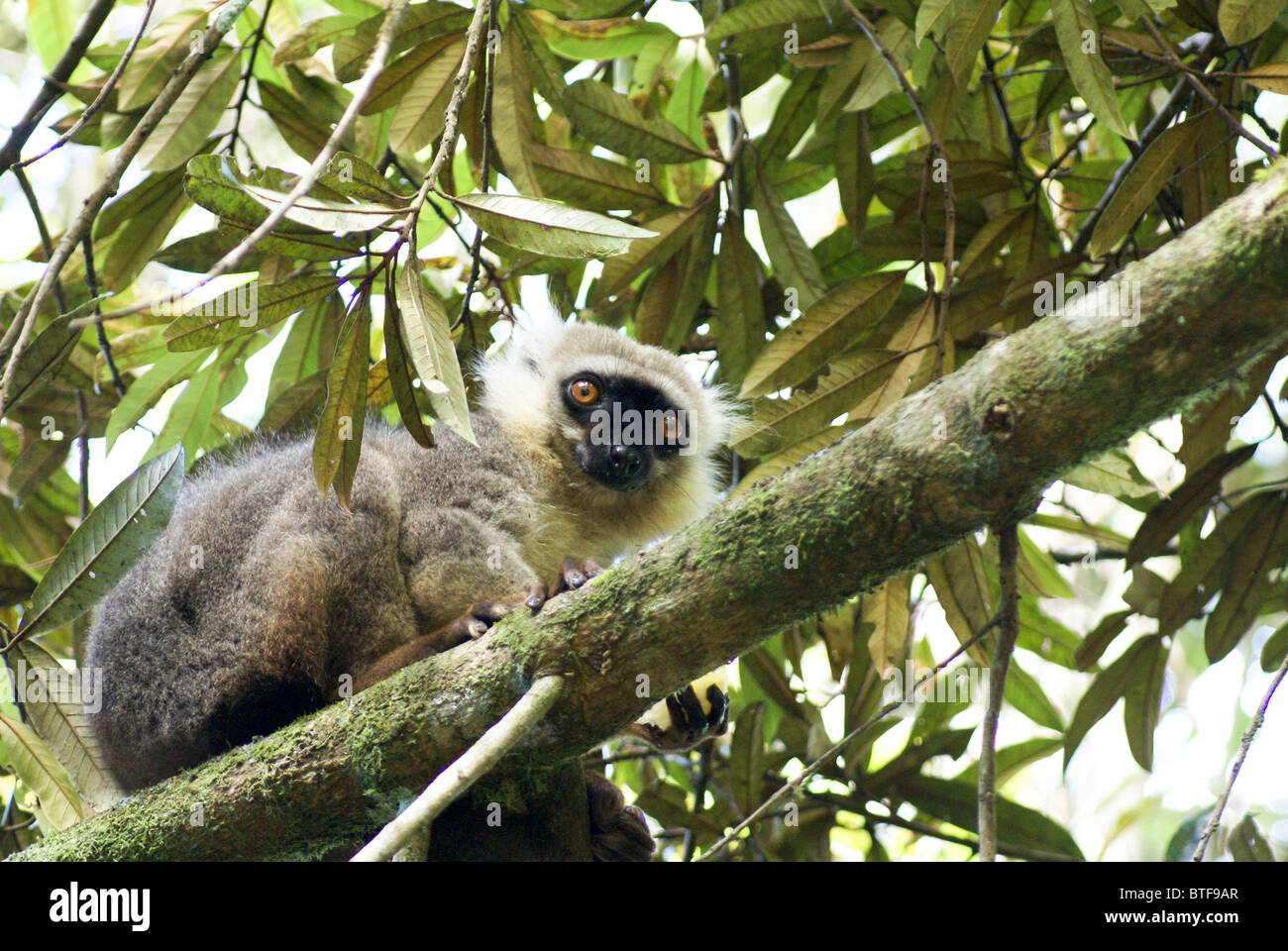 Madagascar, Amber National Park. Sanford's Brown Lemur (Eulemur sanfordi) in a tree Stock Photo