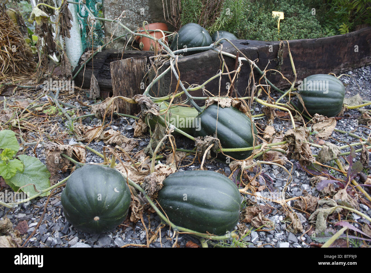 Pumpkins growing in a garden Stock Photo - Alamy