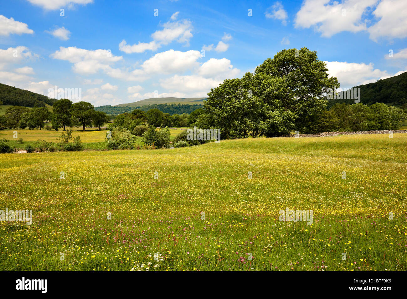 June in Upper Wharfedale, flower filled meadows near the village of Buckden, Yorkshire Dales UK. Stock Photo