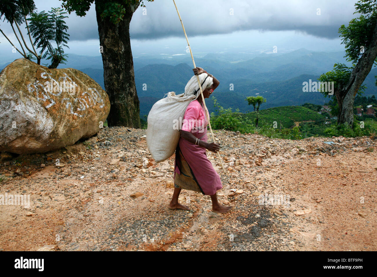 Tea picker walking in a tea plantation in Nuwara Eliya, Sri Lanka. Stock Photo