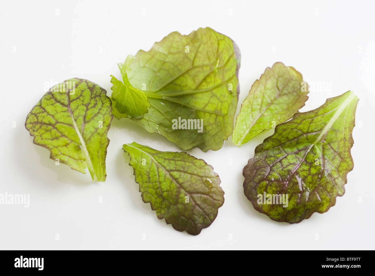 Mustard greens Stock Photo