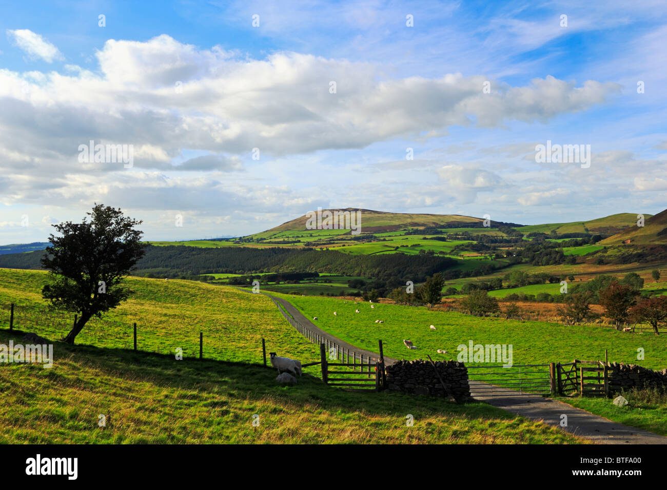 Looking across fields towards Binsey in the Lake District National Park, Cumbria, England, UK. Stock Photo