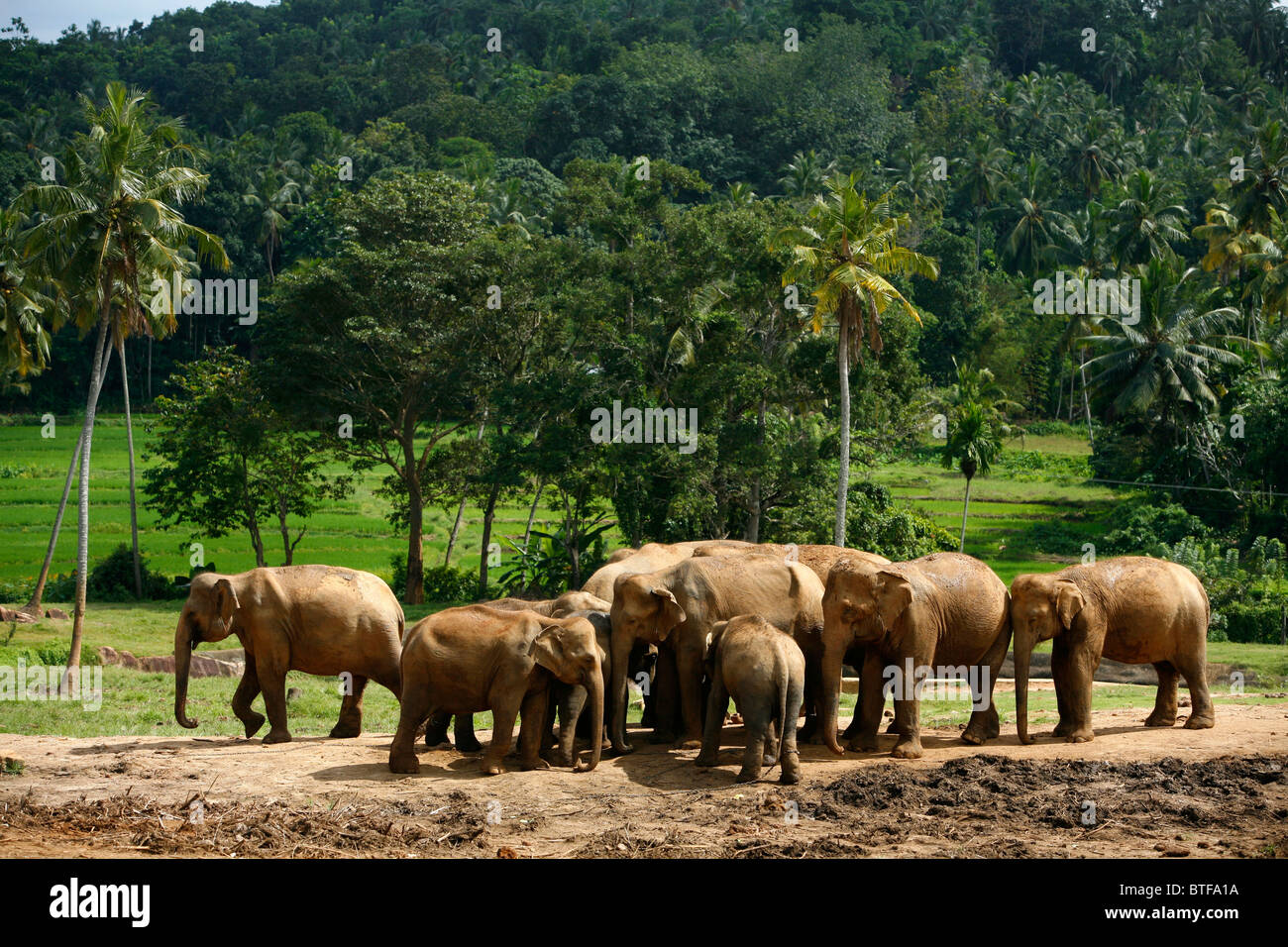 Pinnawela Elephant Orphanage, Sri Lanka. Stock Photo