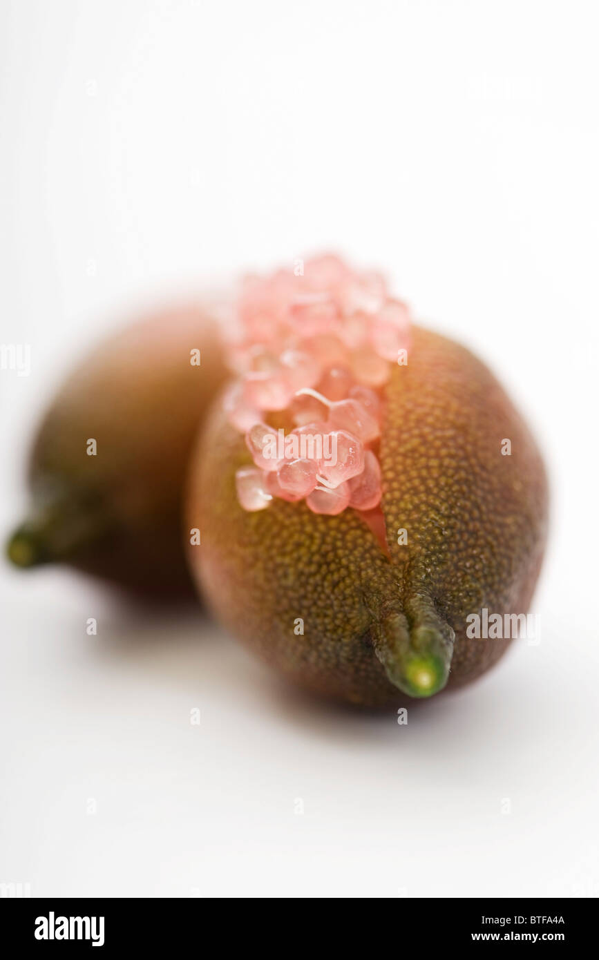 Australian finger lime (Citrus australasica) Stock Photo