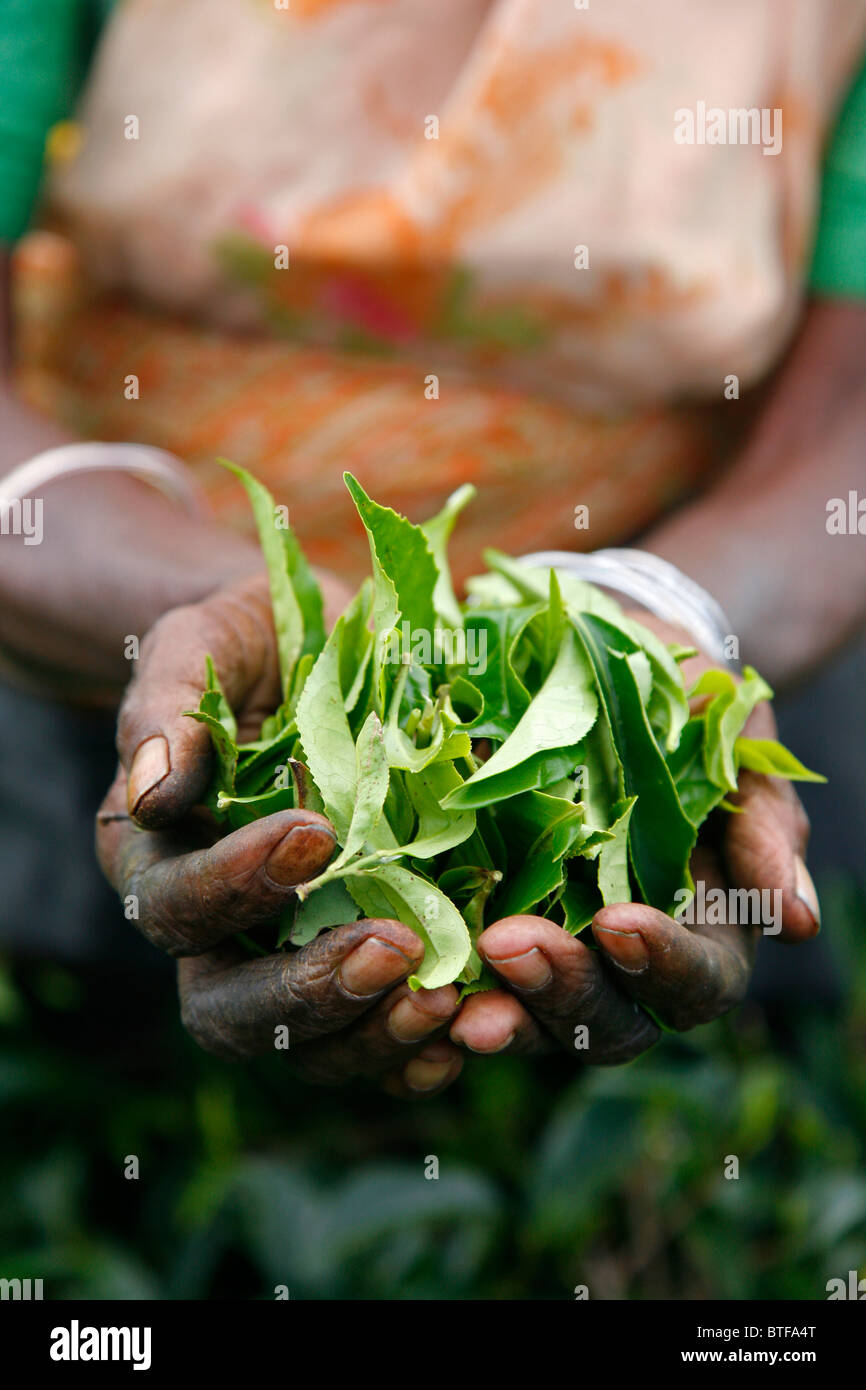Woman working in a tea plantation holding tea leaves, Nuwara Eliya, Sri Lanka. Stock Photo