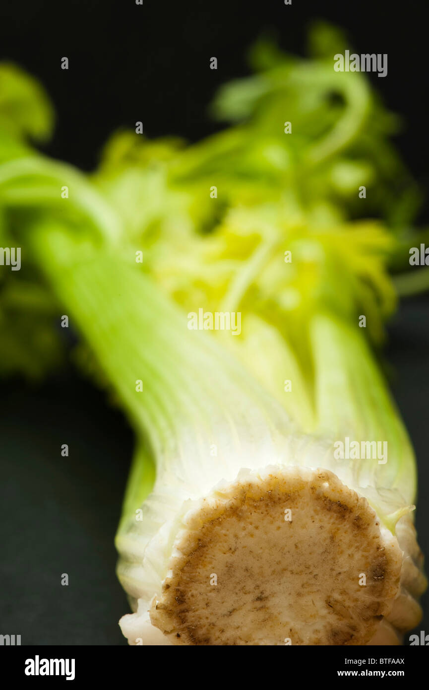 English celery hires stock photography and images Alamy