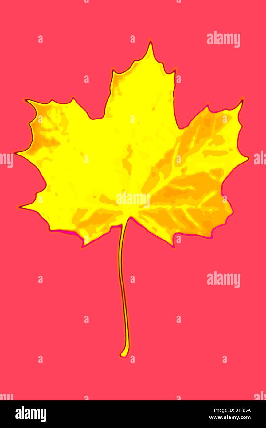Autumn yellow maple leaf isolated on red background Stock Photo - Alamy