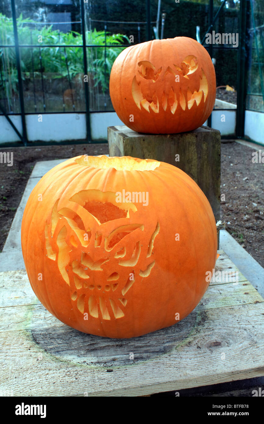 Carved halloween pumpkins Surrey England UK Stock Photo