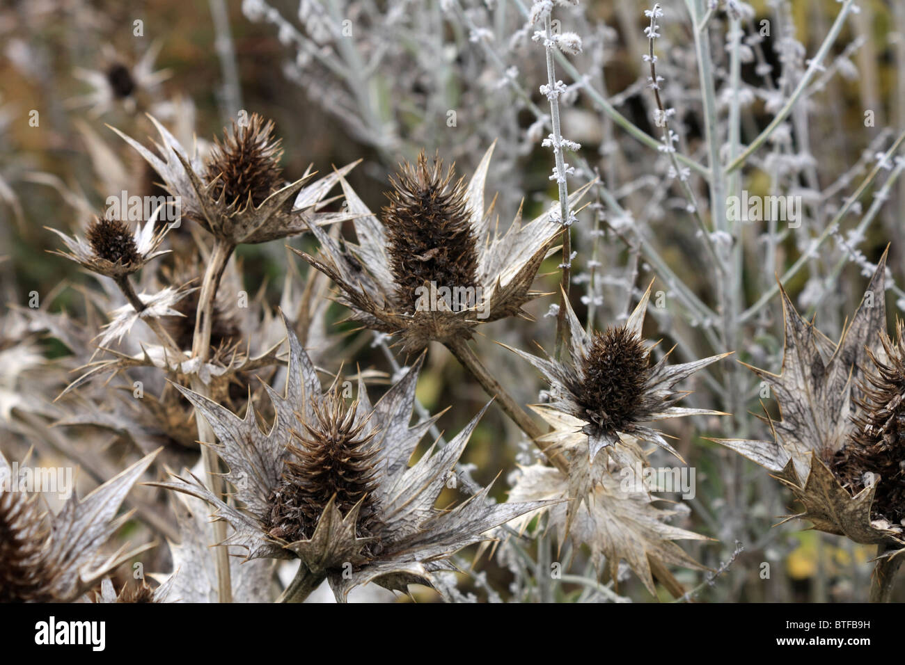 Spiny stems of Eryngium giganteum Silver Ghost spiny stems growing in garden border Surrey England UK. Stock Photo