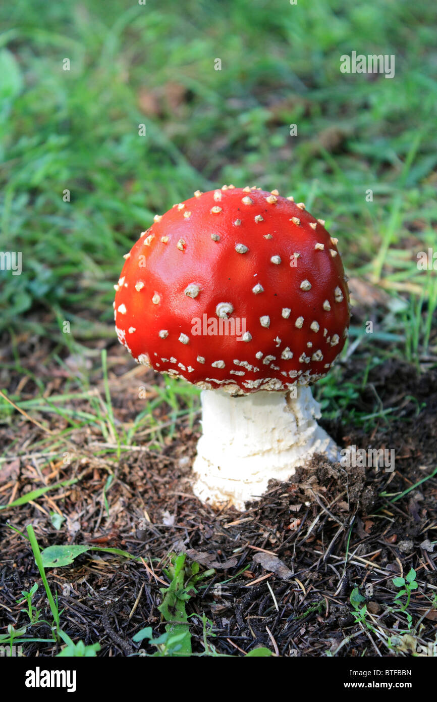 Amanita muscaria, commonly known as the fly agaric is a poisonous and psychoactive basidiomycete fungus, Surrey England UK. Stock Photo