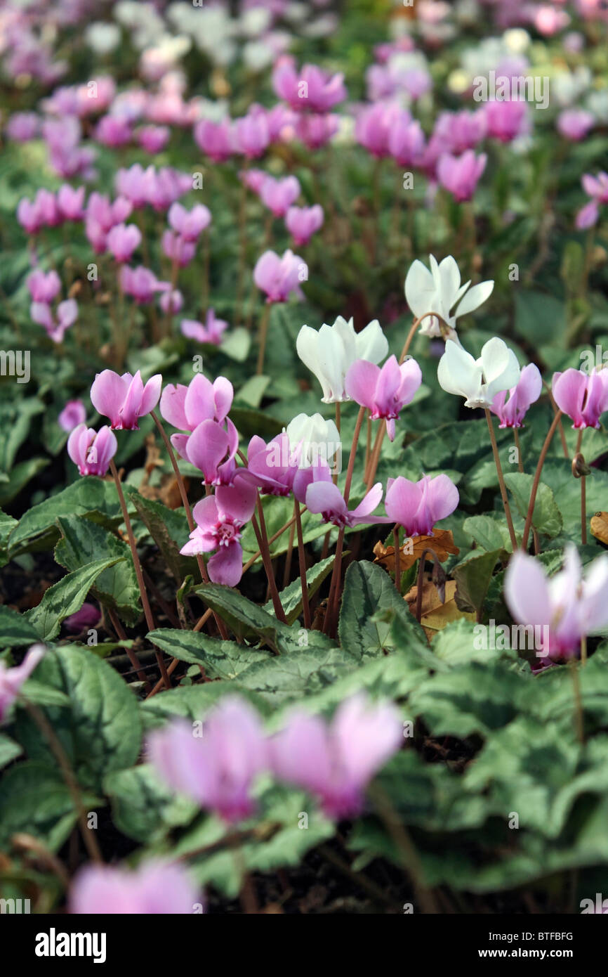 Pink and white flowers of cyclamen hederifolium. Surrey England UK Stock Photo