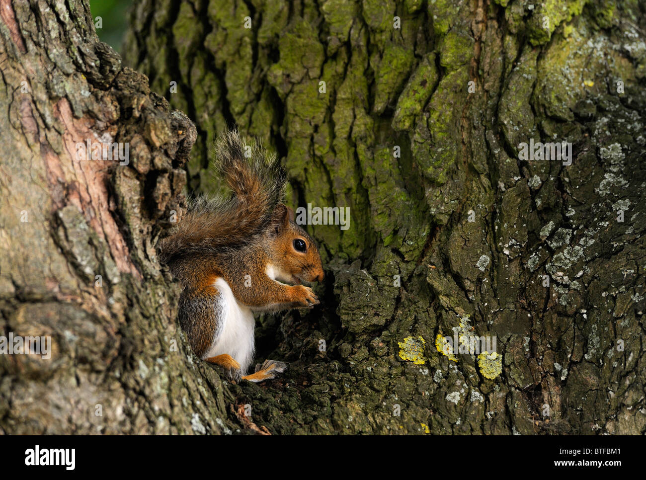 squirrel eating nut sitting in a tree Stock Photo