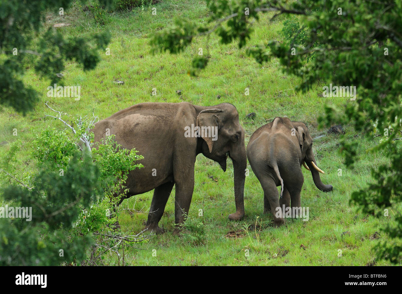 Elephants - Mother and Tusker (male child) playing in forest Stock Photo