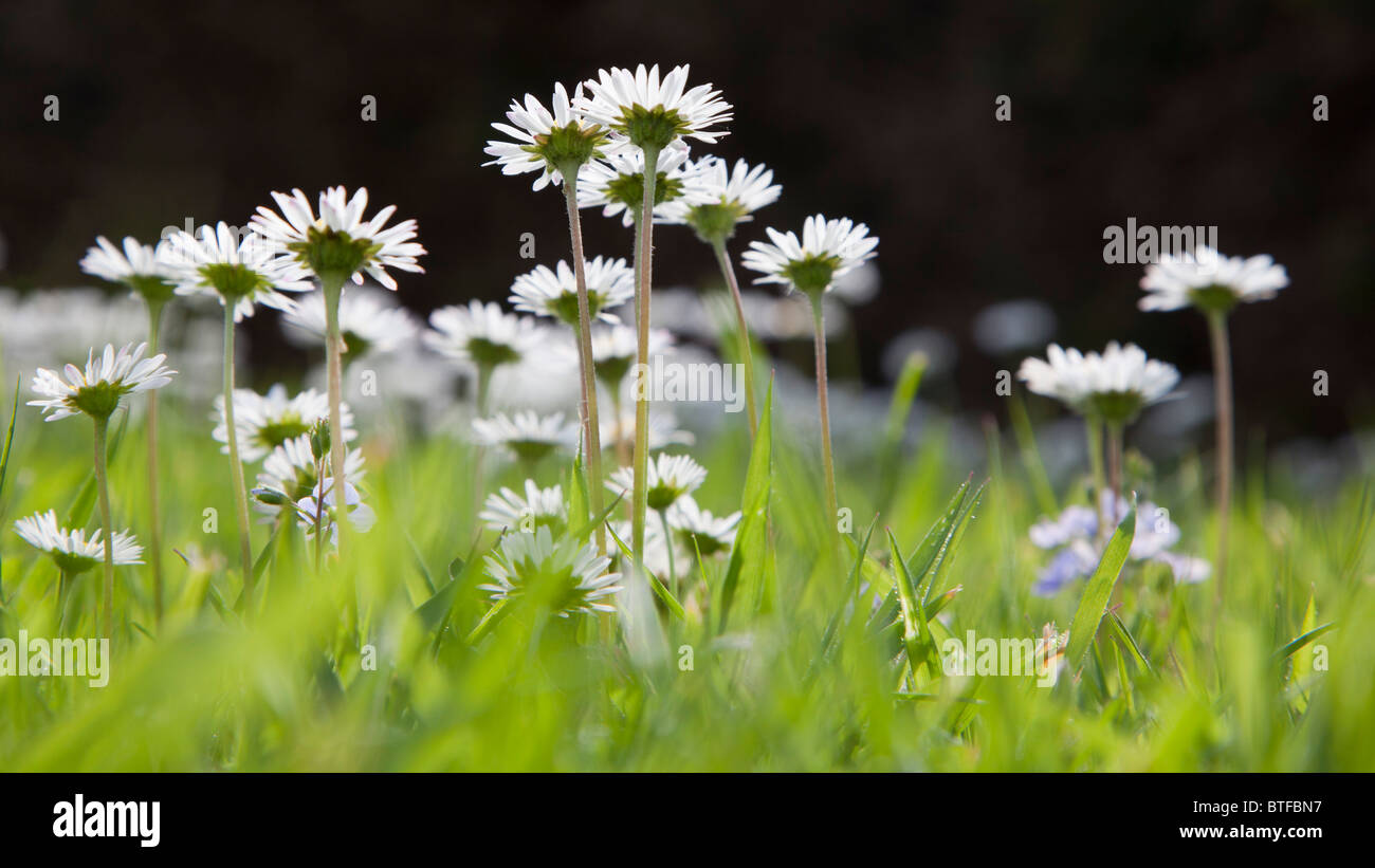 Low angle shot of daisies growing in a lawn Stock Photo