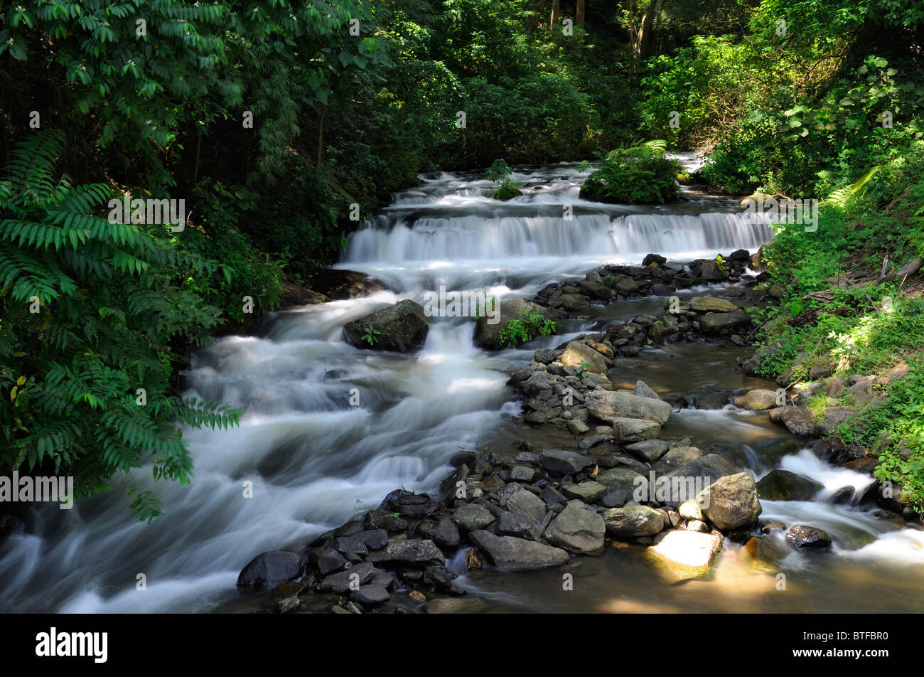 Stream of pure water, of tropical forest Stock Photo