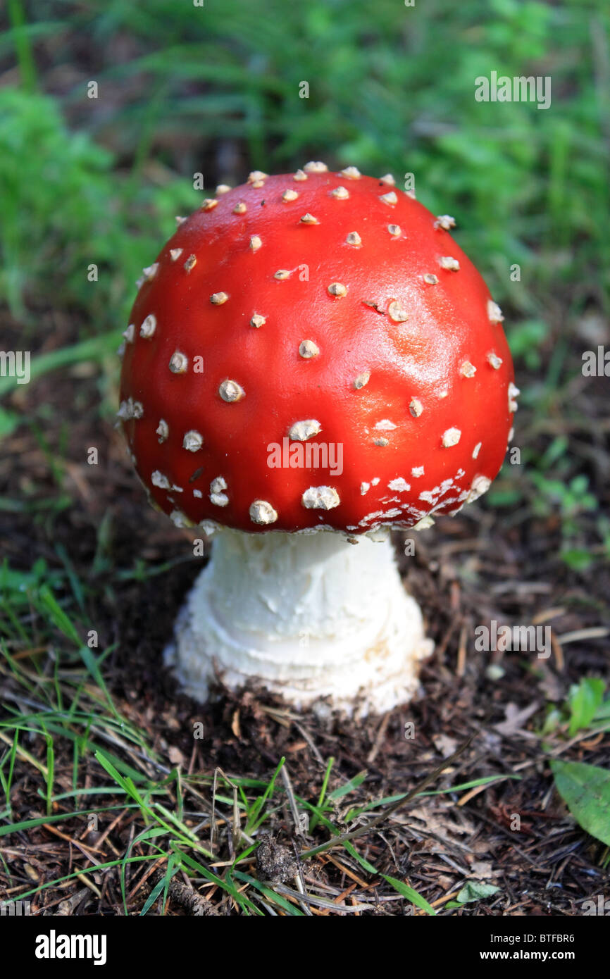 Amanita muscaria, commonly known as the fly agaric is a poisonous and psychoactive basidiomycete fungus, Surrey England UK. Stock Photo