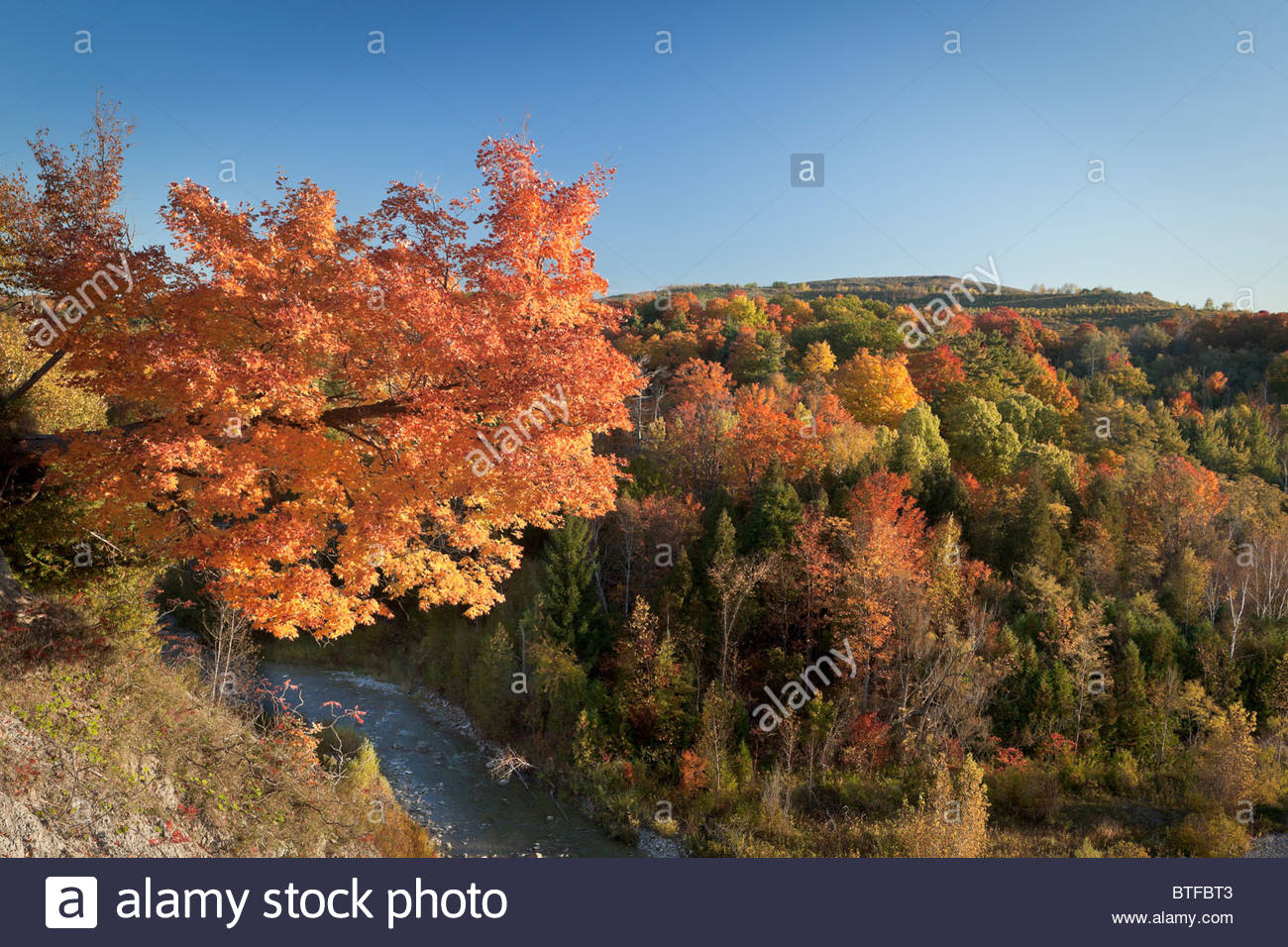 Autumn In The Carolinian Forest In The Valley Of Little Rouge