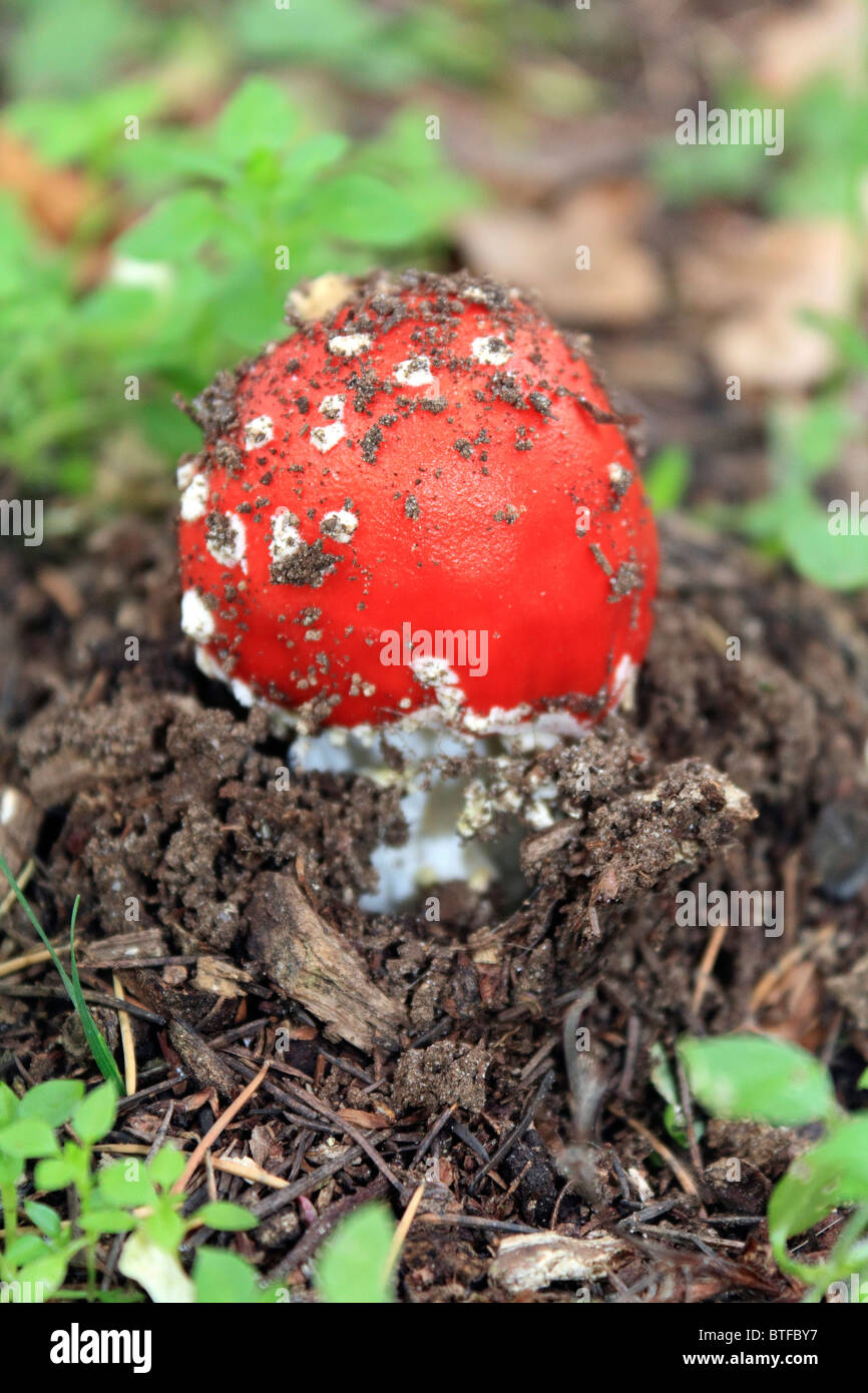 Amanita muscaria, commonly known as the fly agaric is a poisonous and psychoactive basidiomycete fungus, Surrey England UK. Stock Photo