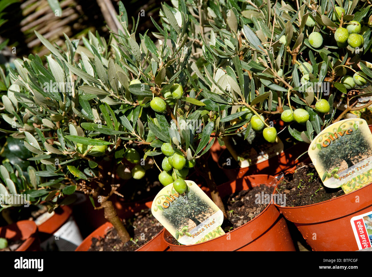 Olive plants in the Eden Project, St Austell, Cornwall, UK Stock Photo