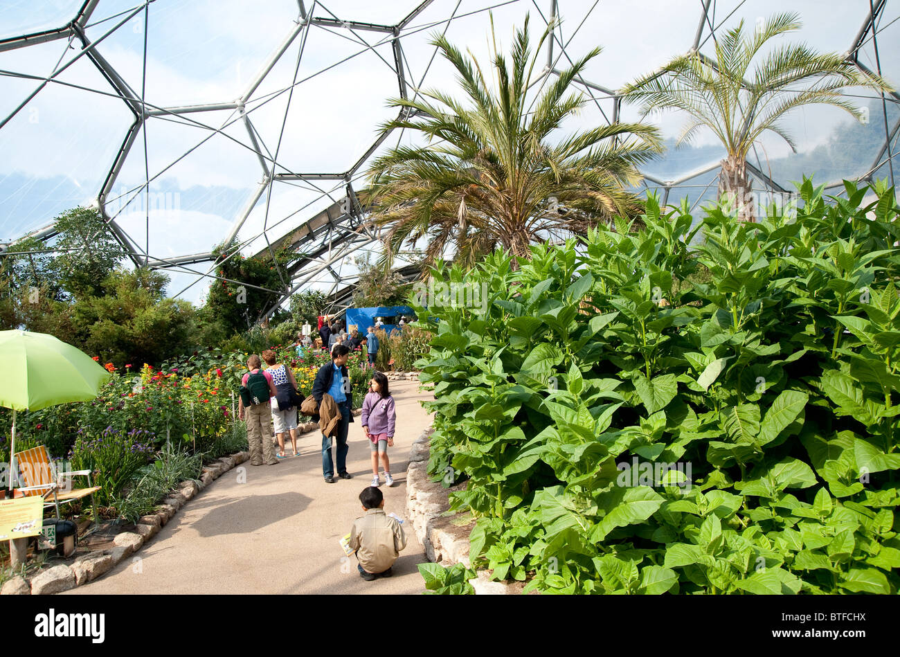 Mediterranean Biomes in the Eden Project, Cornwall, England, UK Stock Photo